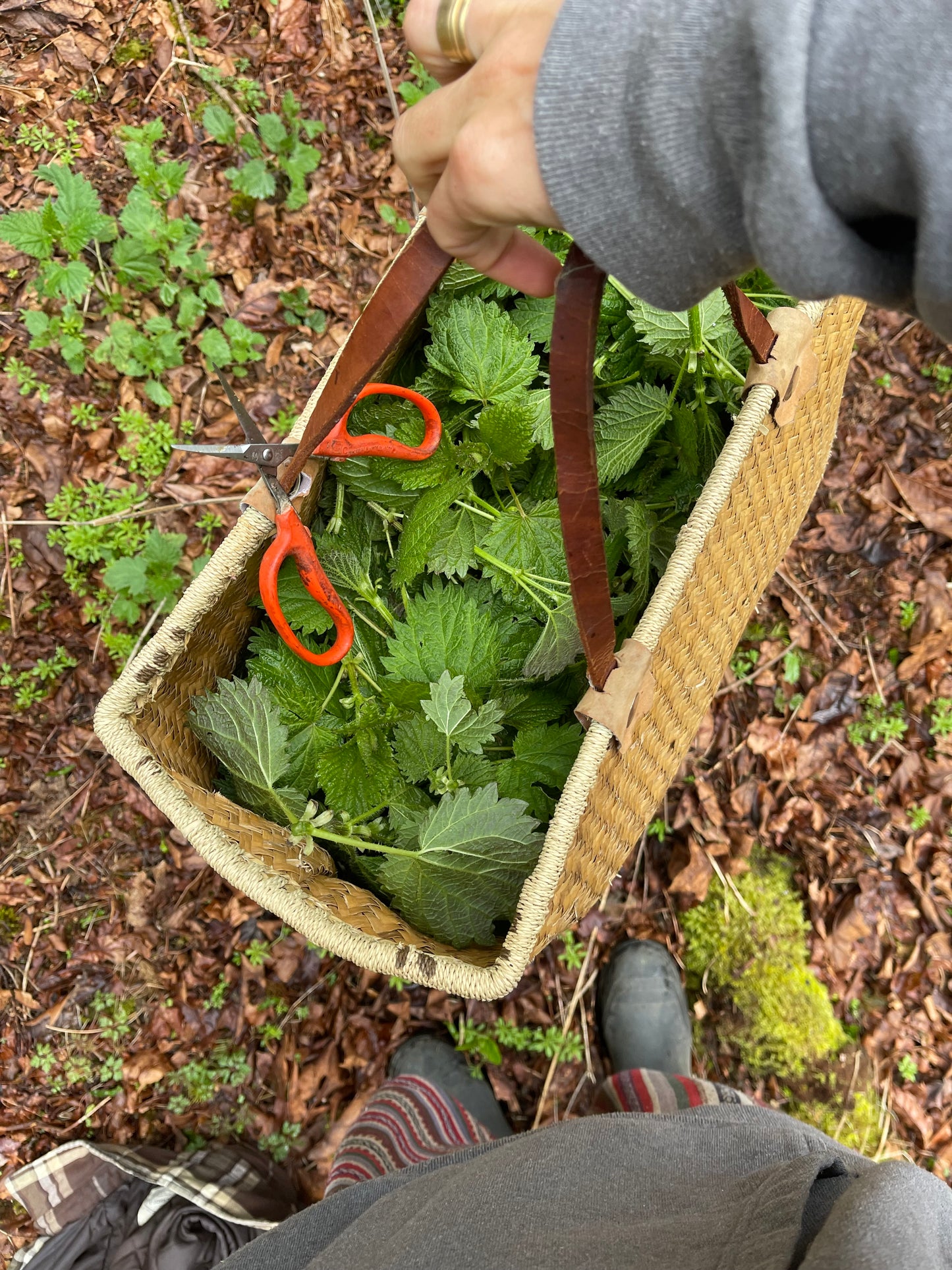Dried Nettle Tea