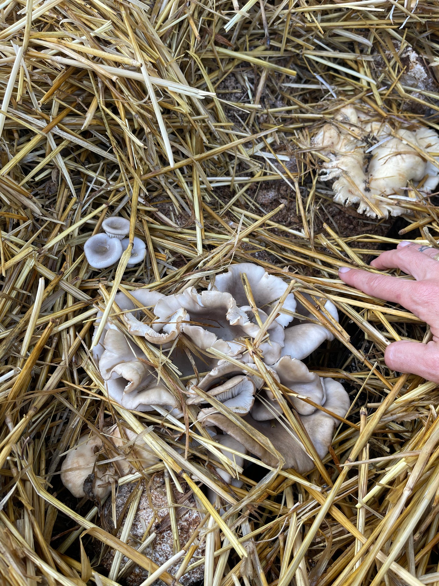 4lb Colonized Blue Oyster Grain Spawn