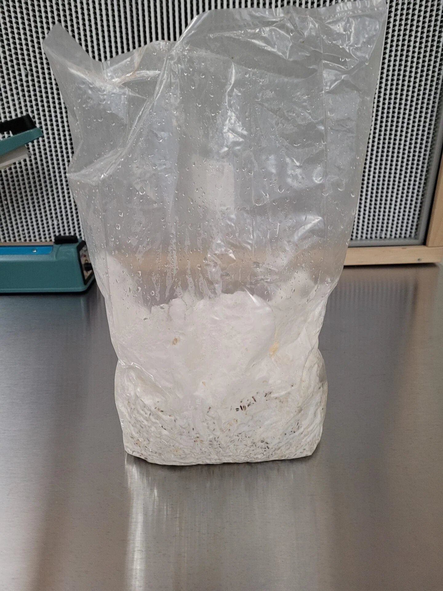 4lb Colonized Chestnut Grain Spawn