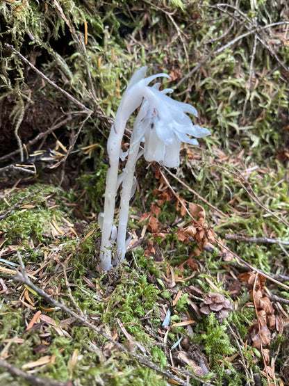 Monotropa Extract