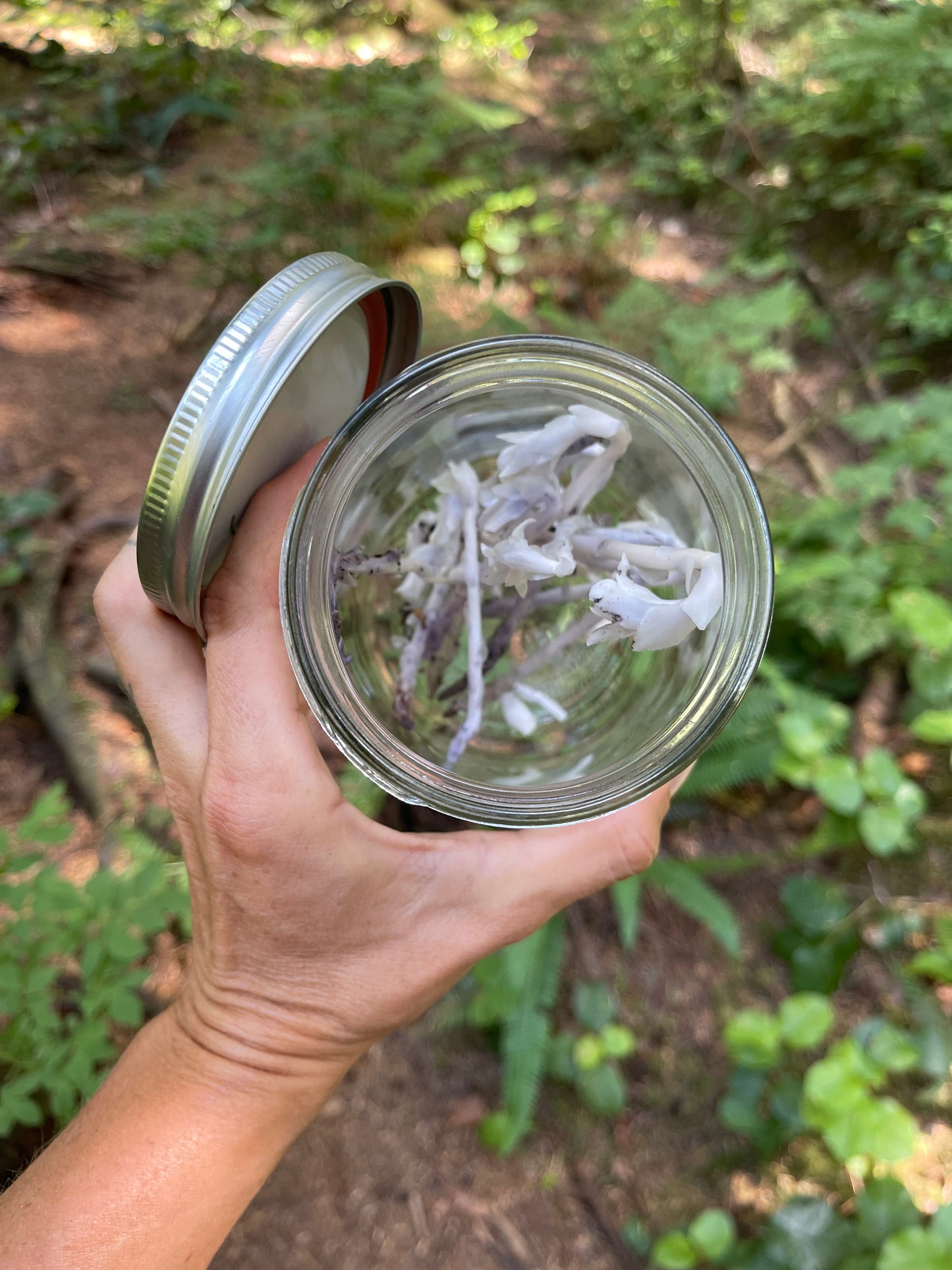 Monotropa Extract