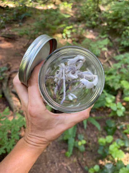 Monotropa Extract