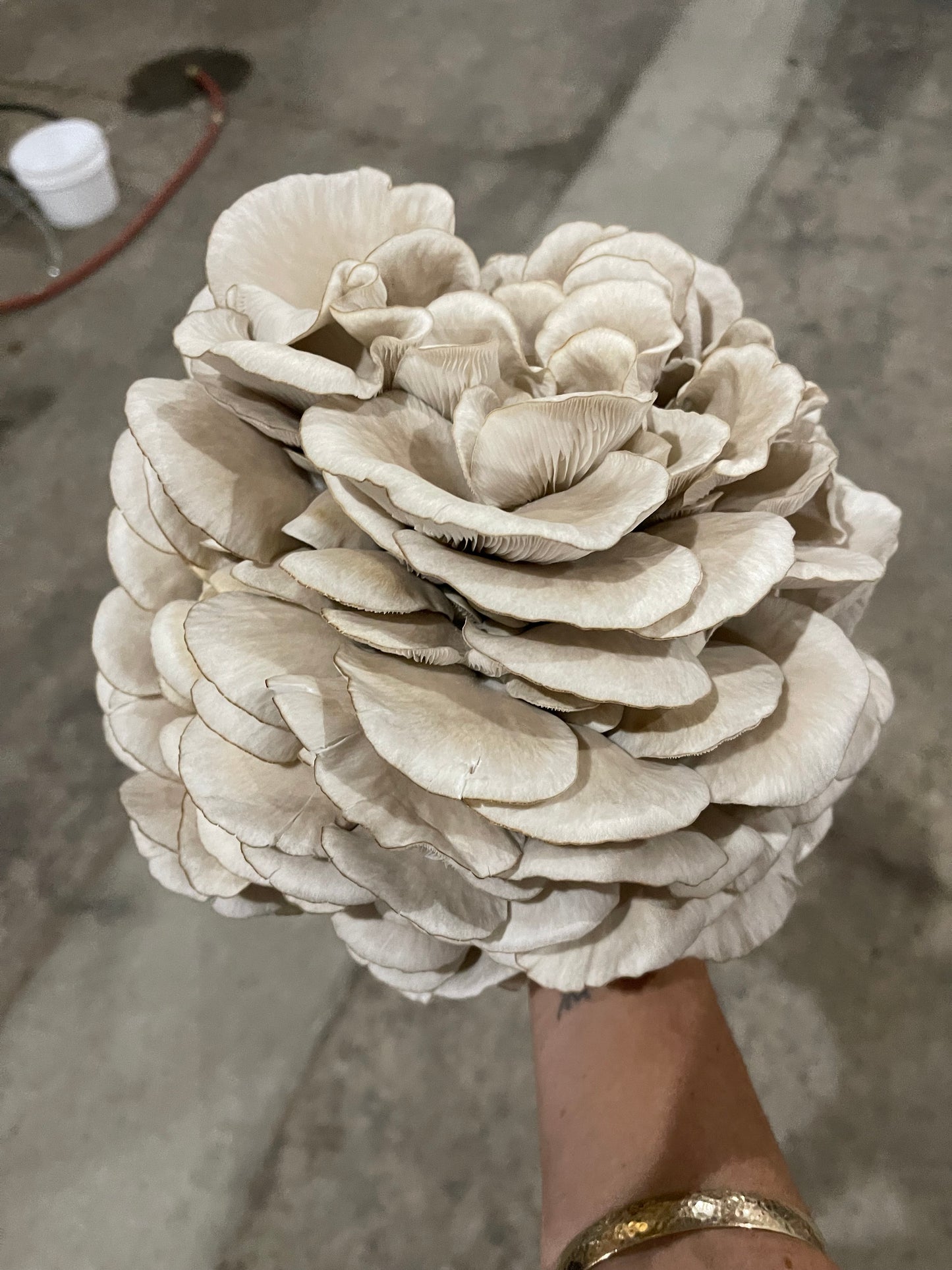 4lb Colonized Blue Oyster Grain Spawn